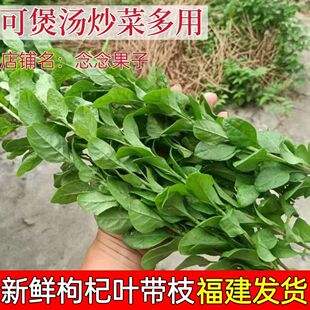 新鲜四季枸杞叶带枝枸杞菜煮汤枸杞嫩叶蔬菜纯叶子农家肥当天采摘