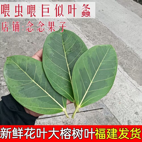 百年野生老树喂虫现采新鲜花叶榕树纯叶素背大榕巨拟叶螽叶鲜品