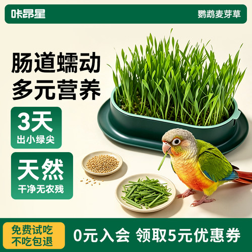 鹦鹉零食麦芽草粮大麦种子啃咬饲料新鲜鸟草盒促进消化解闷防啄毛