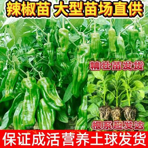 薄皮辣椒苗秧苗大果虎皮青椒苗微辣皱皮泡椒苗四季菜园盆栽南方种