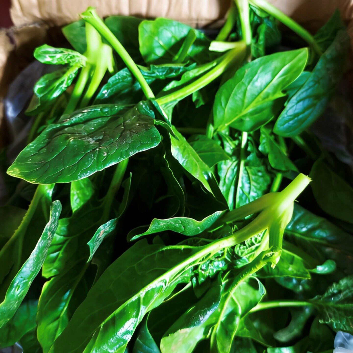 散装观赏虾粮纯菠菜棒异形鱼粮神秘螺底栖适用养殖场自用