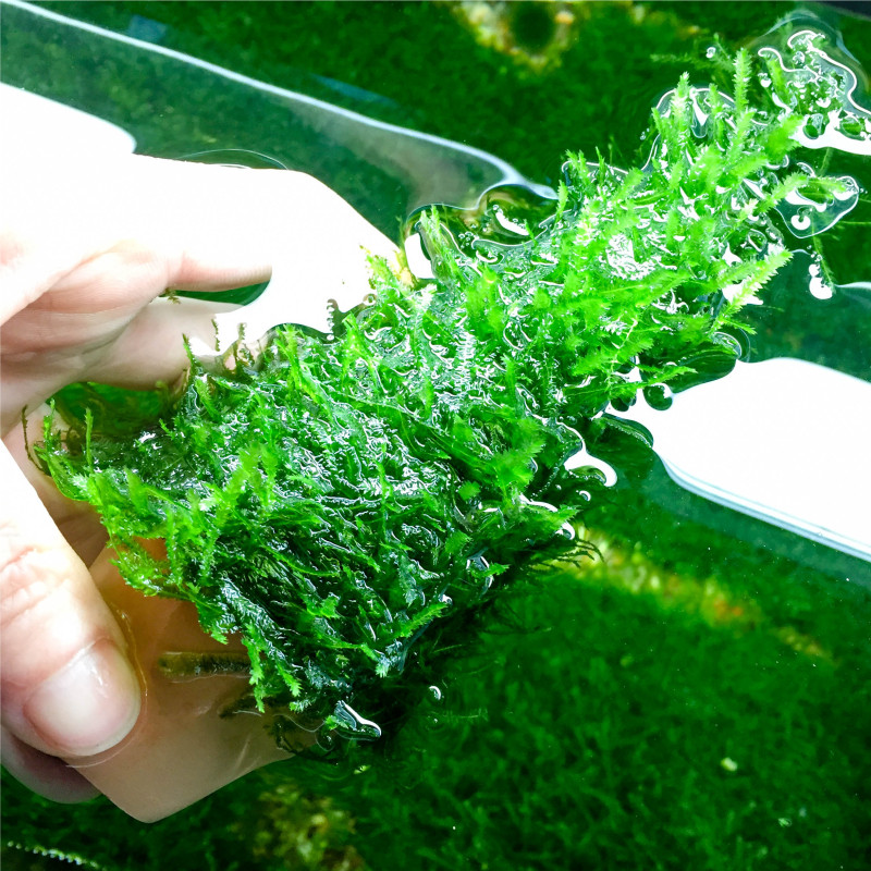 莫斯树圣诞树森林鱼缸草缸水族造景树圣诞节礼物中后景阴性草moss,宠物/宠物食品及用品,水草,淘宝优惠券,粉丝福利购,淘宝优惠卷