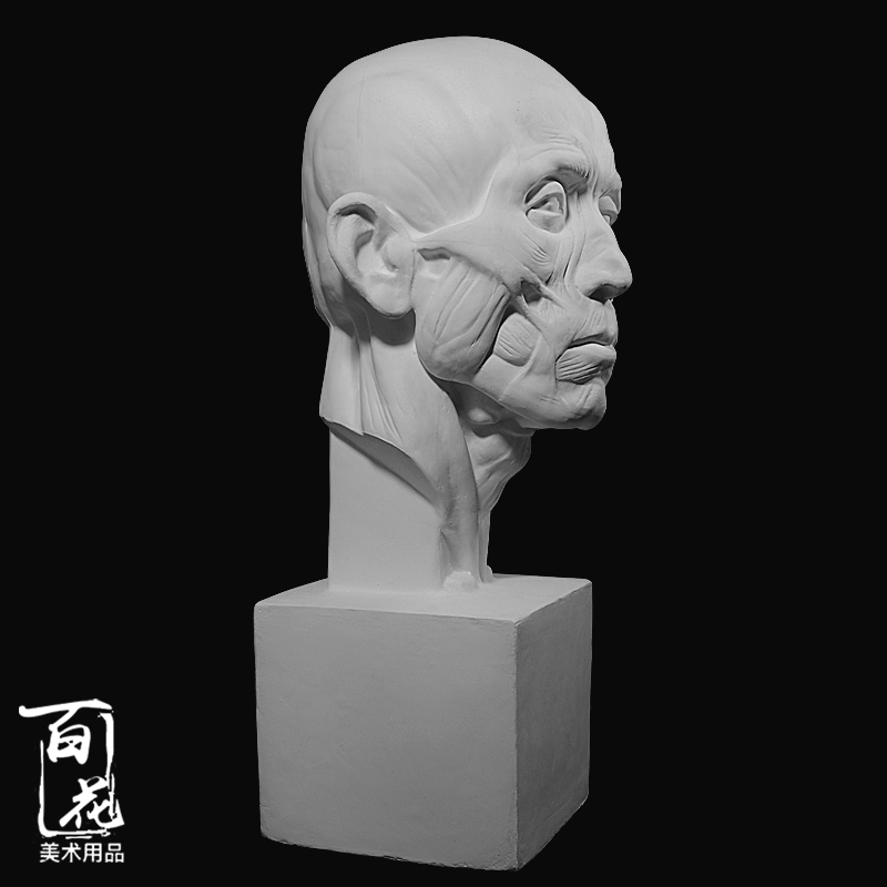 农民肌肉渔民解剖石膏像美术写生教具静物绘画素描石膏头像雕塑