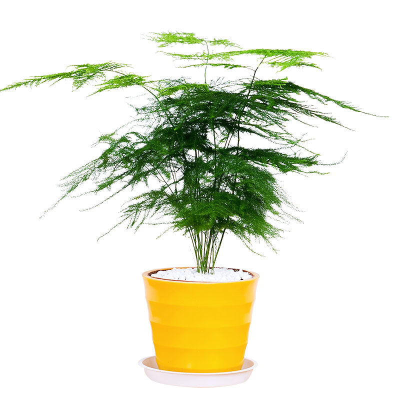 文竹盆栽 细叶办公室桌面绿植前台植物文雅常绿小盆景图片