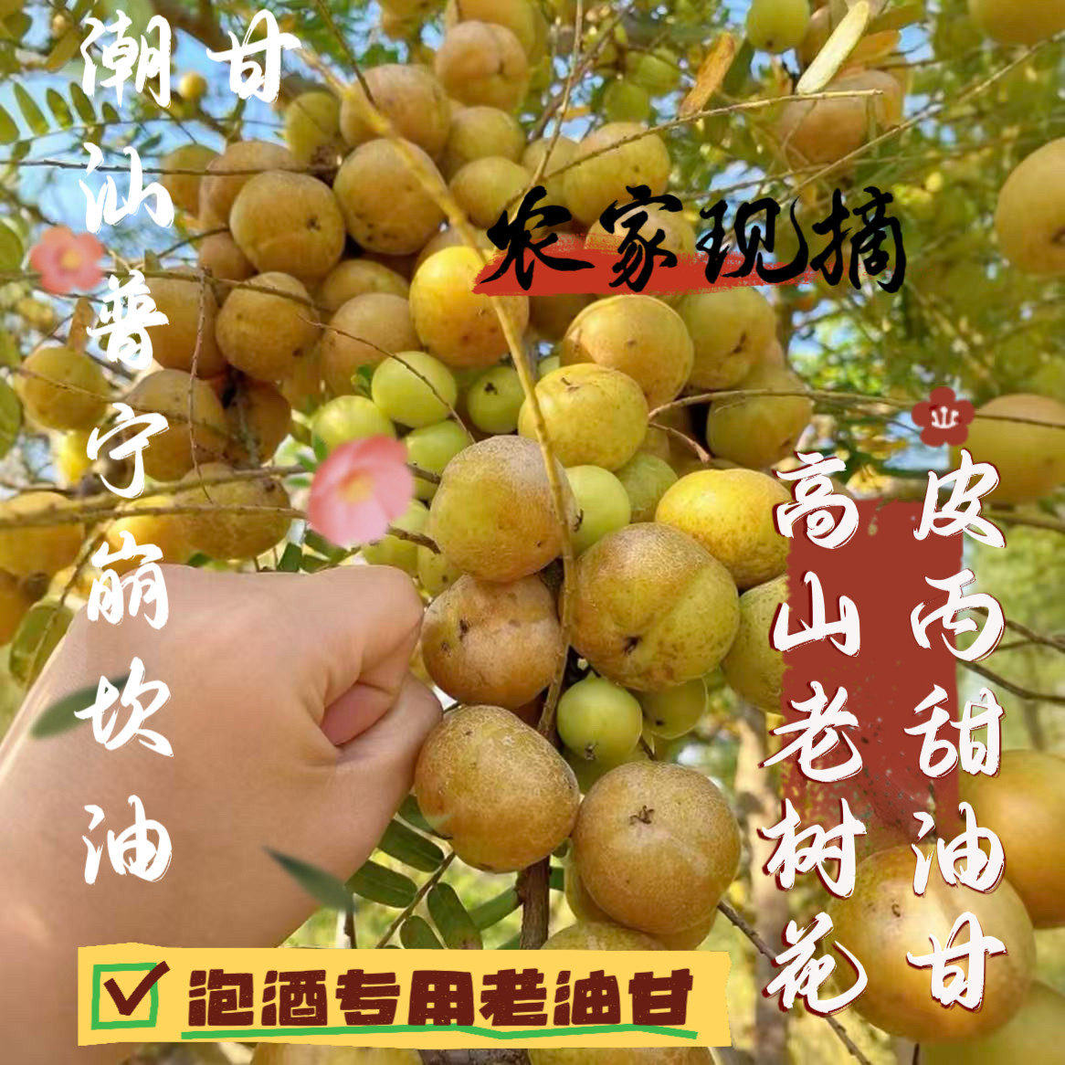2026新季潮汕正宗甜种油甘果