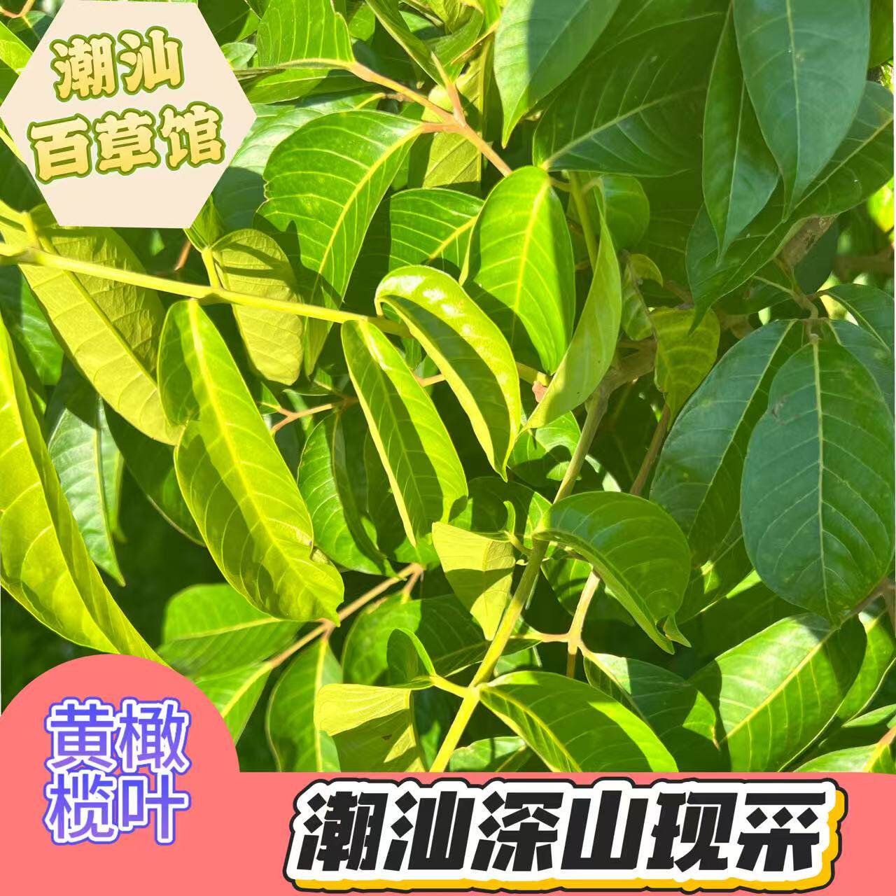 新鲜青橄榄叶 橄榄树叶 白榄叶 中药材现摘包邮