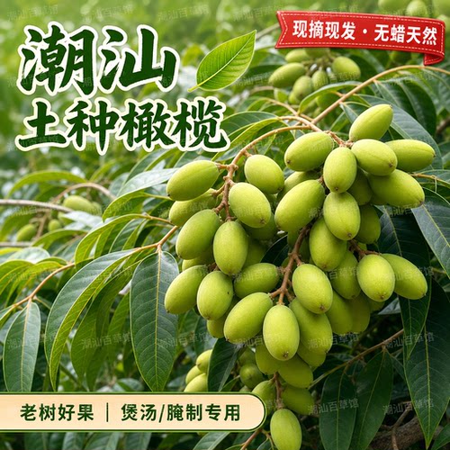 潮汕现摘青橄榄嫩果煲汤煮水