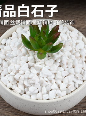 白石子多肉盆栽铺面花园庭院铺路鹅卵石水族鱼缸造景铺底白色石头