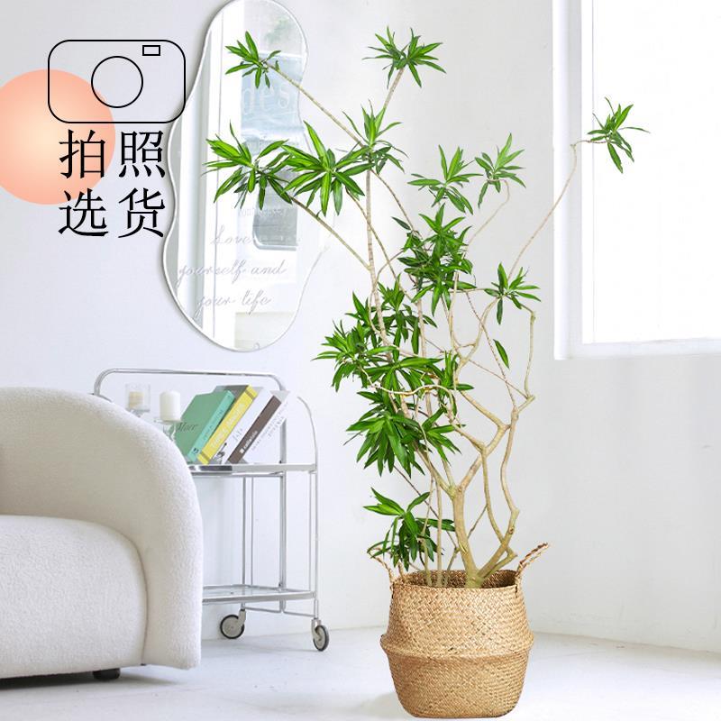 金心百合竹客厅造型好养装饰龙血树大型老桩植物摆件绿植室内盆栽