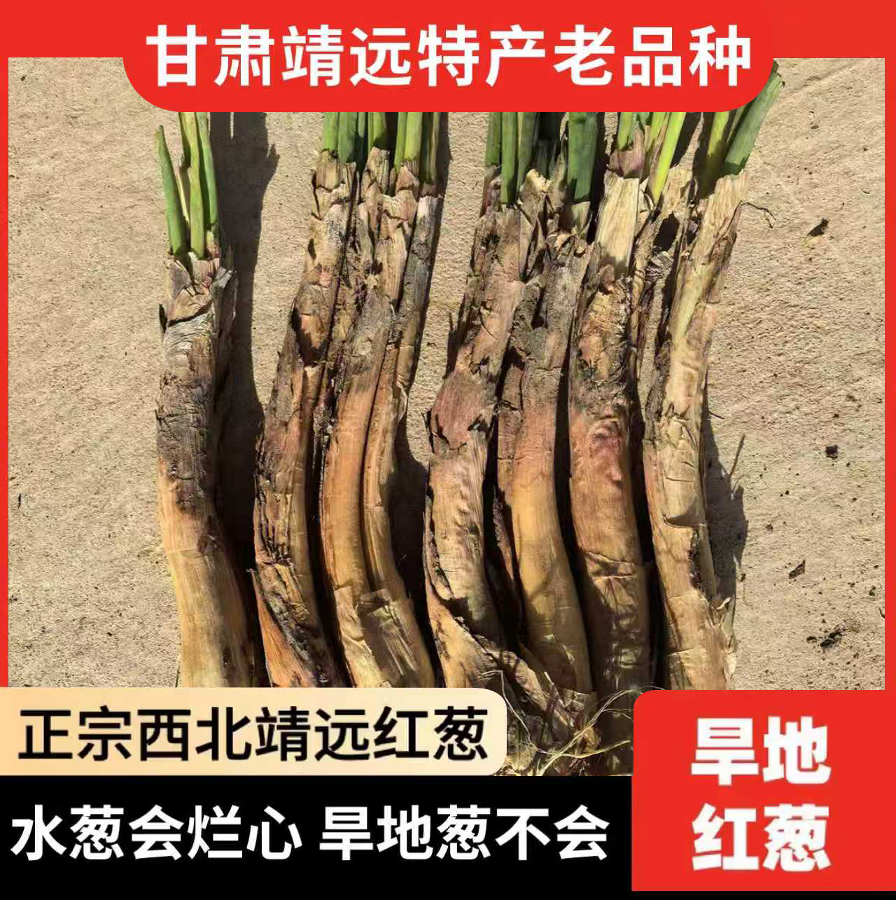 甘肃高山旱地红葱农家自种现挖红葱根辛辣葱味浓适合炒菜炖汤炒肉