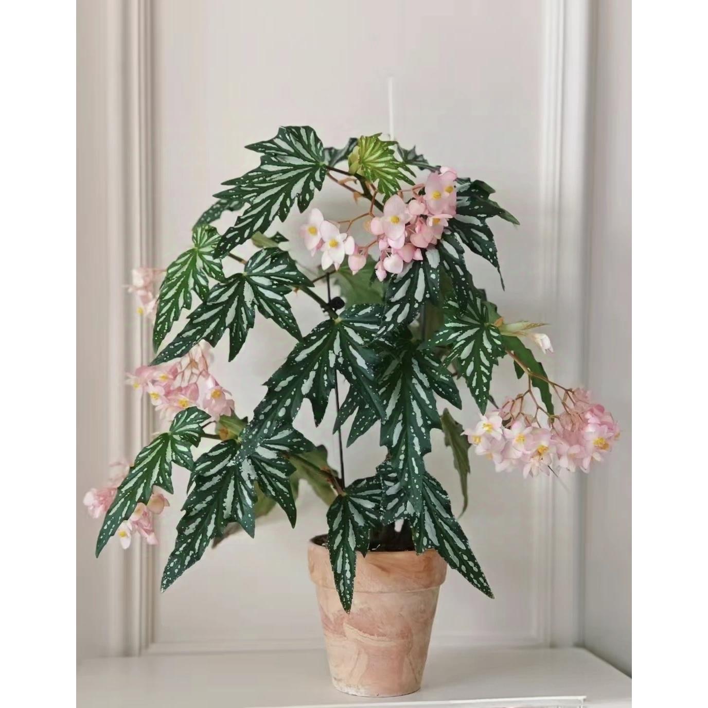 乌头杂秋海棠盆栽绿植竹节彩叶芋海芋鲜花海棠花卉水培观叶植物