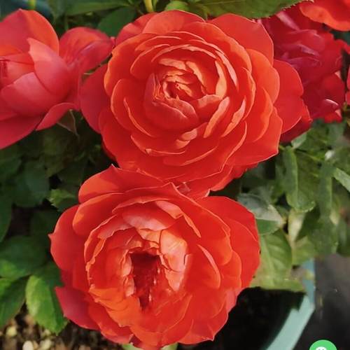 红果汁中苗 一加仑栽好月季丰花勤花抗病耐热好养 阳台楼顶绿植