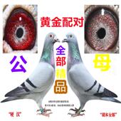 鸽子活体一对信鸽赛鸽种鸽原配幼鸽纯白成年鸽鸽子苗小鸽天落成绩