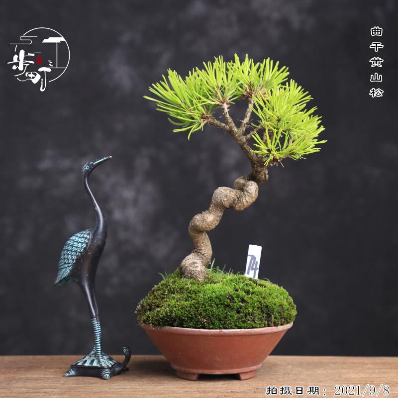 黄山松盆景文人矮霸造型真树苗室内盆栽绿植物山采小老桩迎客松柏