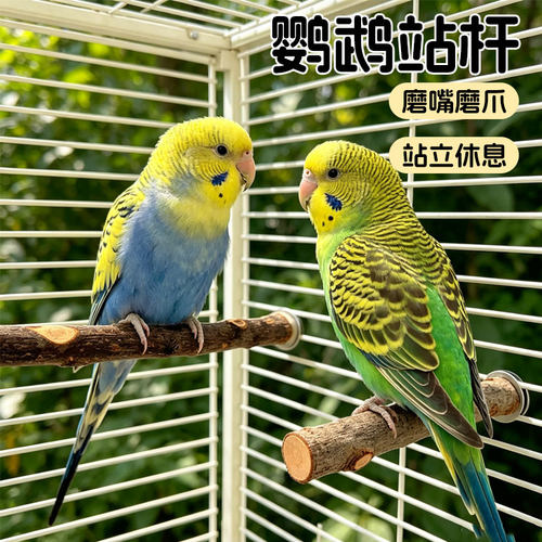 鹦鹉树枝站杆树藤造景新款鸟笼装饰站棍木和尚小太阳栖息棒鸟玩具