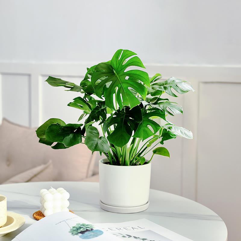 龟背竹植物盆栽室内四季常绿净化空气绿植桌面好养水培仙洞龟背竹
