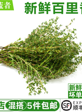 新鲜百里香250g 西餐牛排烘焙烧烤调料配菜泰餐香料麝香草山胡椒