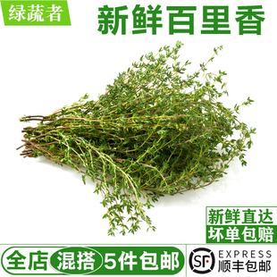 新鲜百里香250g 西餐牛排烘焙烧烤调料配菜泰餐香料麝香草山胡椒
