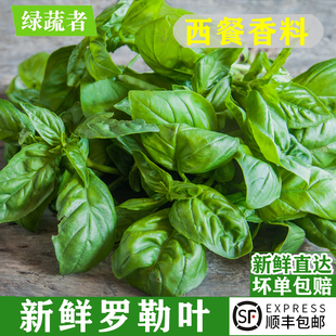 新鲜罗勒叶 食用甜罗勒叶欧罗西餐香料意面青酱披萨草调味料蔬菜