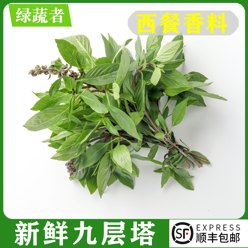 新鲜九层塔叶 金不换亚洲罗勒西餐三杯鸡冬阴功汤香料调料配菜