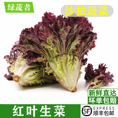 新鲜红叶生菜1-5斤 罗莎红紫叶生菜西餐沙拉蔬菜凉拌健身轻食食材