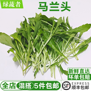 新鲜马兰头500g 鸡儿肠山坡菜上海本地农家蔬菜红梗野菜凉拌蔬菜