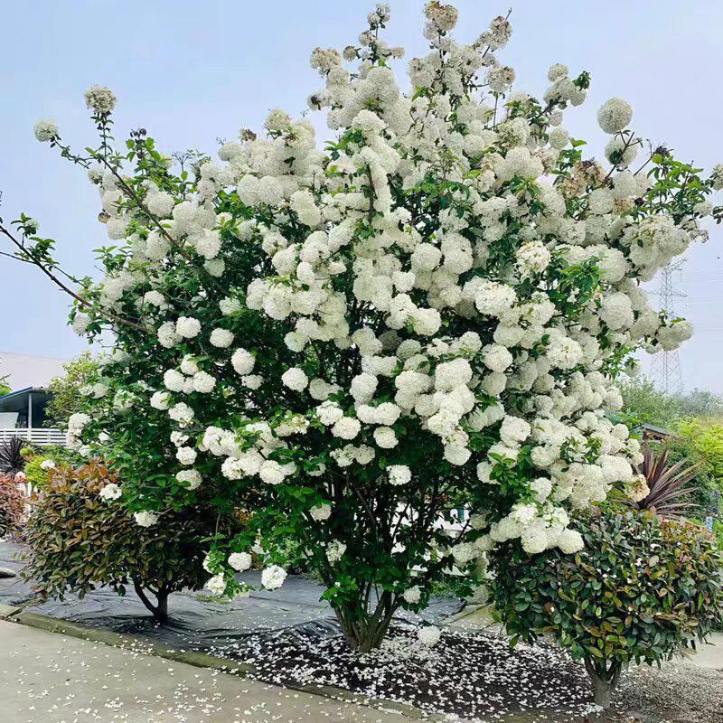 庭院别墅木本绣球花苗中华斗绣球树苗盆栽地栽植物楼顶阳耐寒耐热