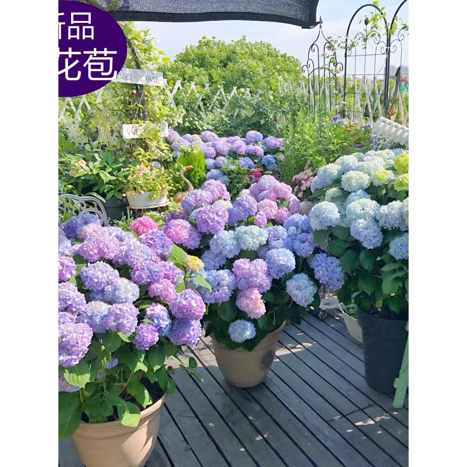 新品特大八仙花无尽夏绣球花苗变色花卉盆栽阳台庭院四季耐寒带花