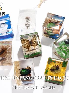四季爆款真实动物标本独特昆虫摆件幼儿园观察物微景观摆件礼品