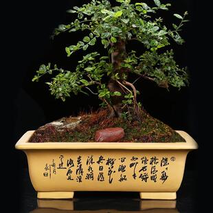 花盆阳台长条长方形中国风家用透气假山吸水石紫砂盆景盆特大 长款