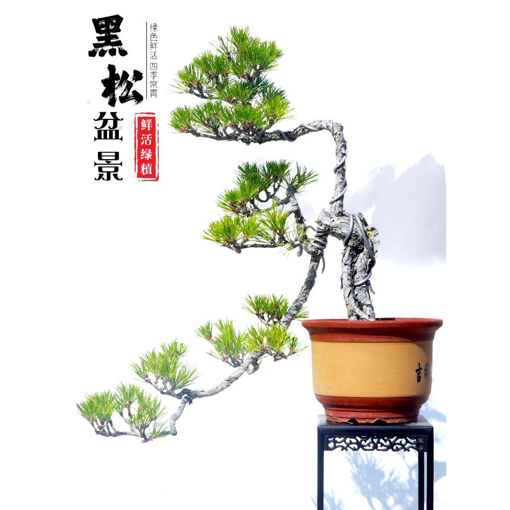 黑松盆景文人三河矮霸提跟造型黑松迎客松树桩松柏树庭院盆景盆栽