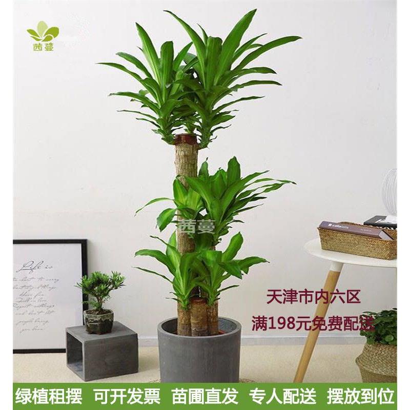 巴西木大型绿植盆栽花卉室内办公净化空气植物天津苗圃基地配送
