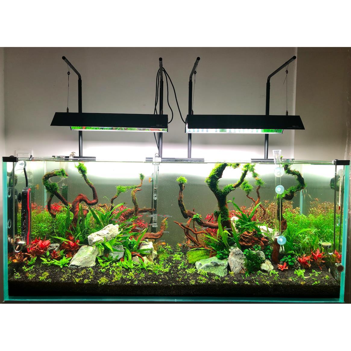 艾伦的水草造景【草缸骨架设计】杜鹃根青龙石紫柚沉木松皮石套餐