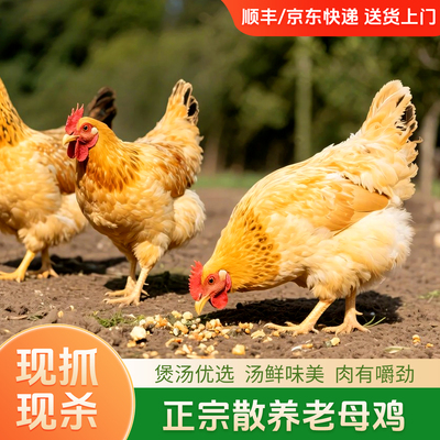 正宗农家散养走地鸡整鸡月子鸡