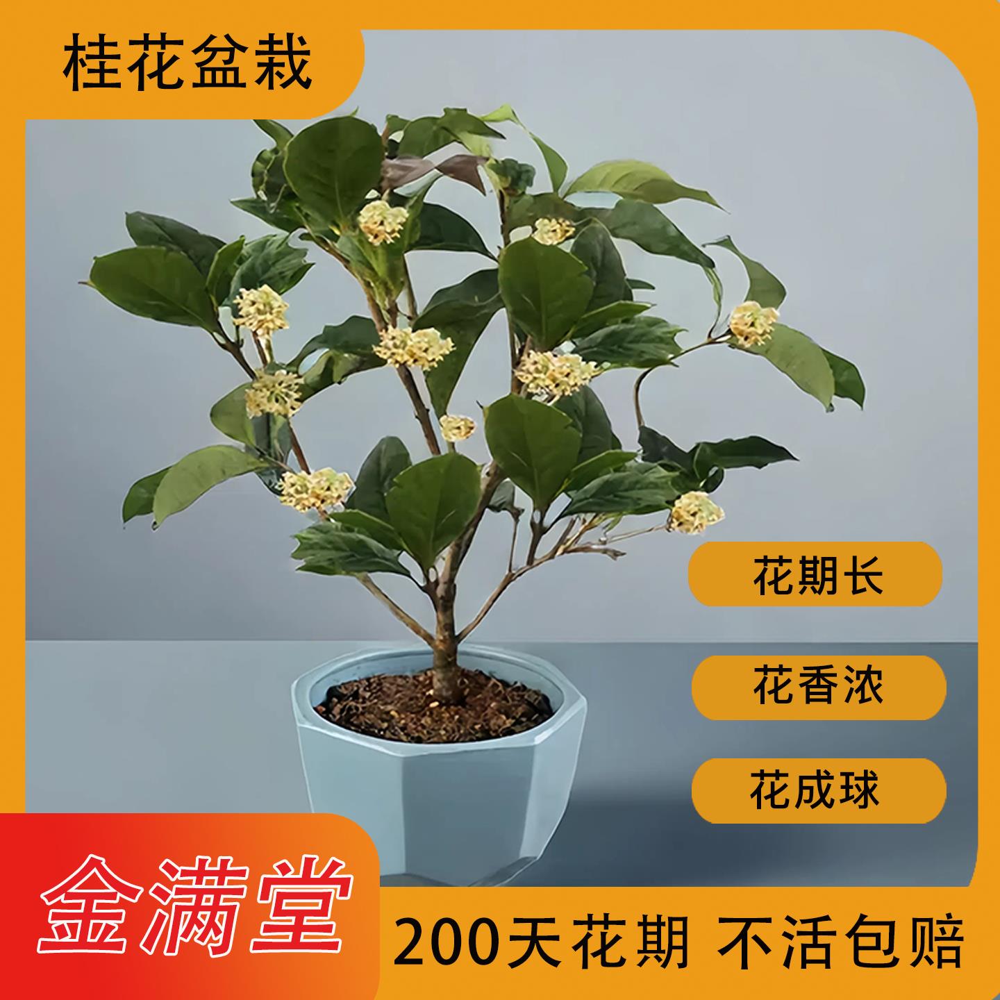 4~6年金满堂桂花树苗盆栽土培水培浓香原生花期长经常开花