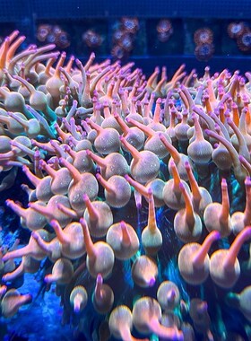 红奶嘴海葵小丑鱼共生海葵软体海葵绿奶嘴荧光奶嘴地毯