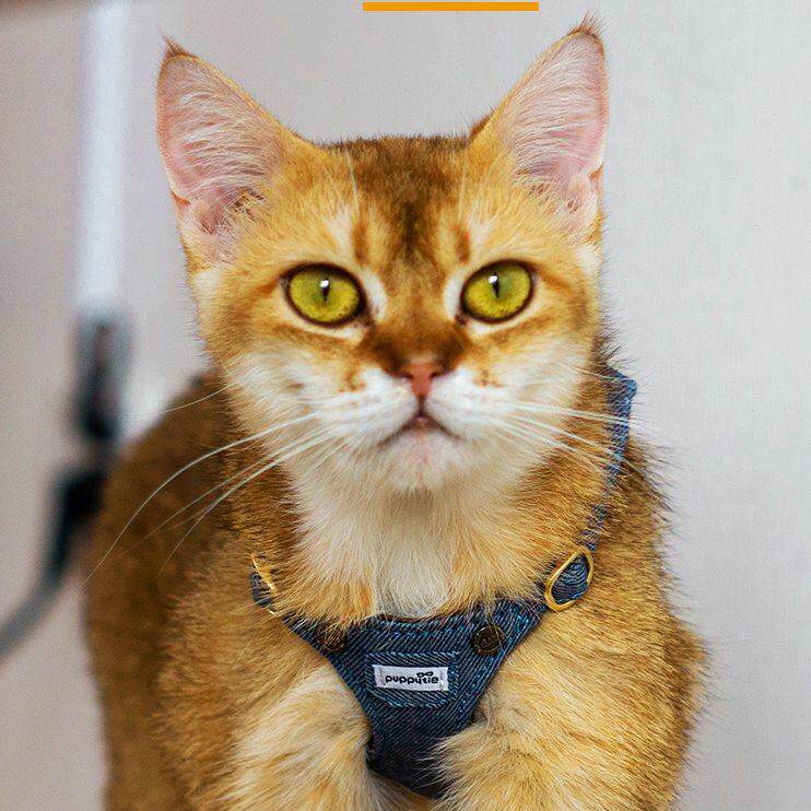 猫咪牵引绳背心式胸背带外出专用防挣脱溜猫绳子栓猫链子宠物用品