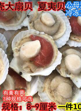 海鲜大扇贝冷冻虾夷贝蒜蓉粉丝贝带黄夏夷贝烧烤半壳贝一件100只