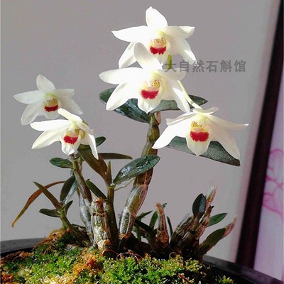 福建丹霞铁皮石斛苗袖珍白花铁皮白花红米铁珍贵中药材石斛兰盆栽