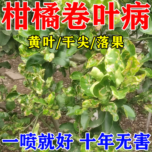 桔子树卷叶病专用柑橘病菌清药剂