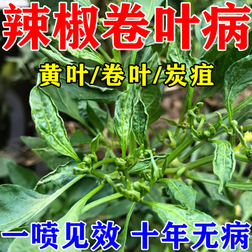 辣椒卷叶病专用药疫病全清杀菌剂