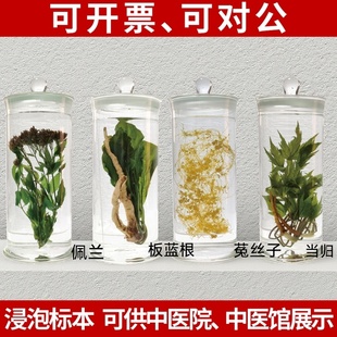 浸制中药植物画中药挂件标本中医诊室挂画医疗文创植物标本创意画