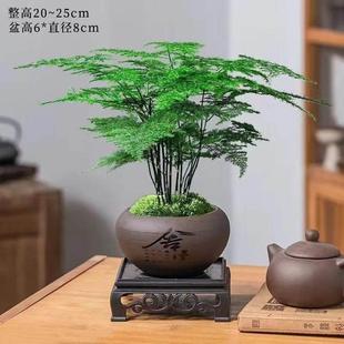 常青桌面小绿植 文竹盆栽室内植物净化空气办公室好养花卉盆景四季
