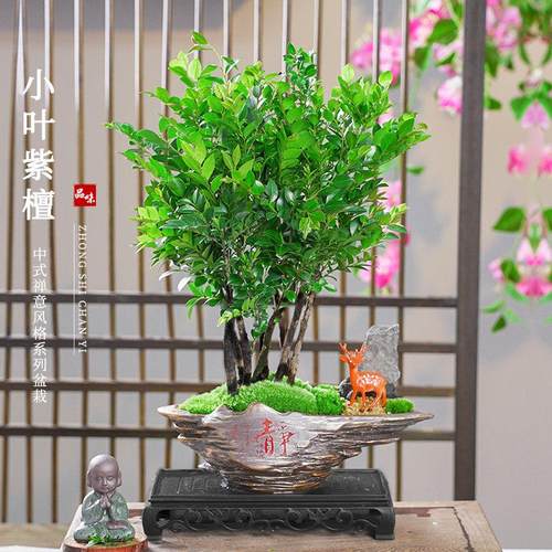 丛林款小叶紫檀老桩檀木净化空气观叶盆栽绿植桌面观景8杆发货