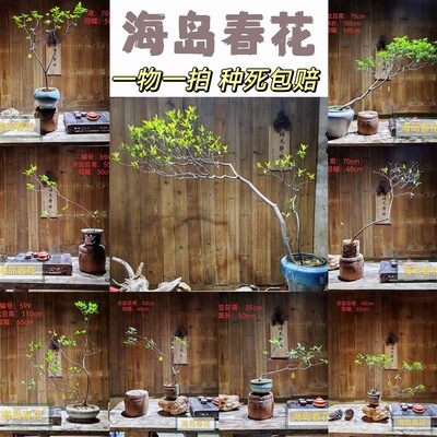 海岛春花一物一拍老熟桩石斑木大斜飘庭院茶桌台高档盆景绿植栽树