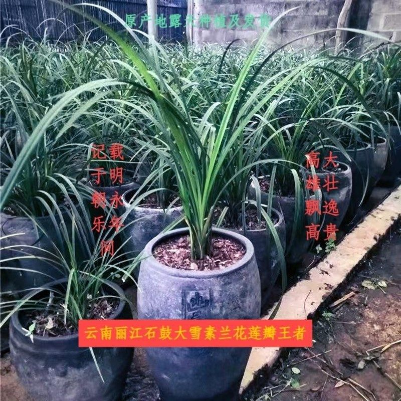 云南丽江石鼓大雪素兰花莲瓣兰露天老种纯白花特级名贵精品素花卉