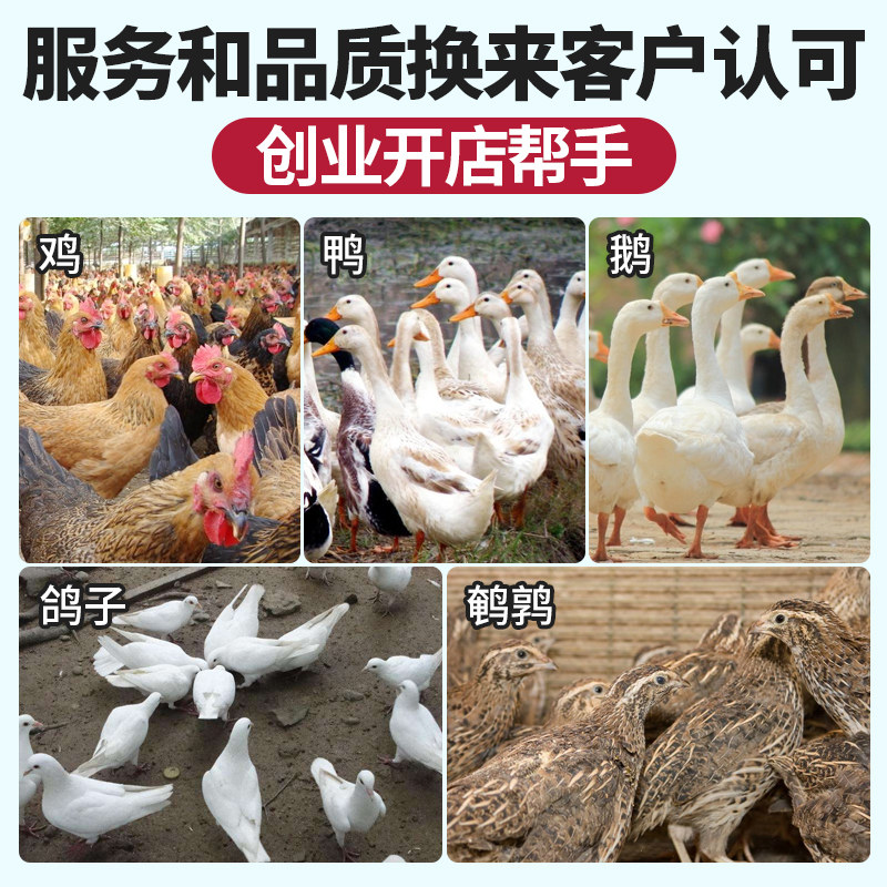 家禽脱毛机商用杀鸡鸭鹅拔毛机小型全自动褪毛机不锈钢去毛机