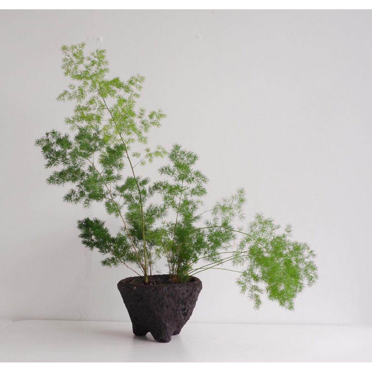 包邮新款庭院卧室花园 观叶植物客厅店铺空间装饰带盆栽好蓬莱松