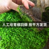 鲜活微景观植物盆景专用苔藓盆栽假山草造景底部无纺布细羽青苔