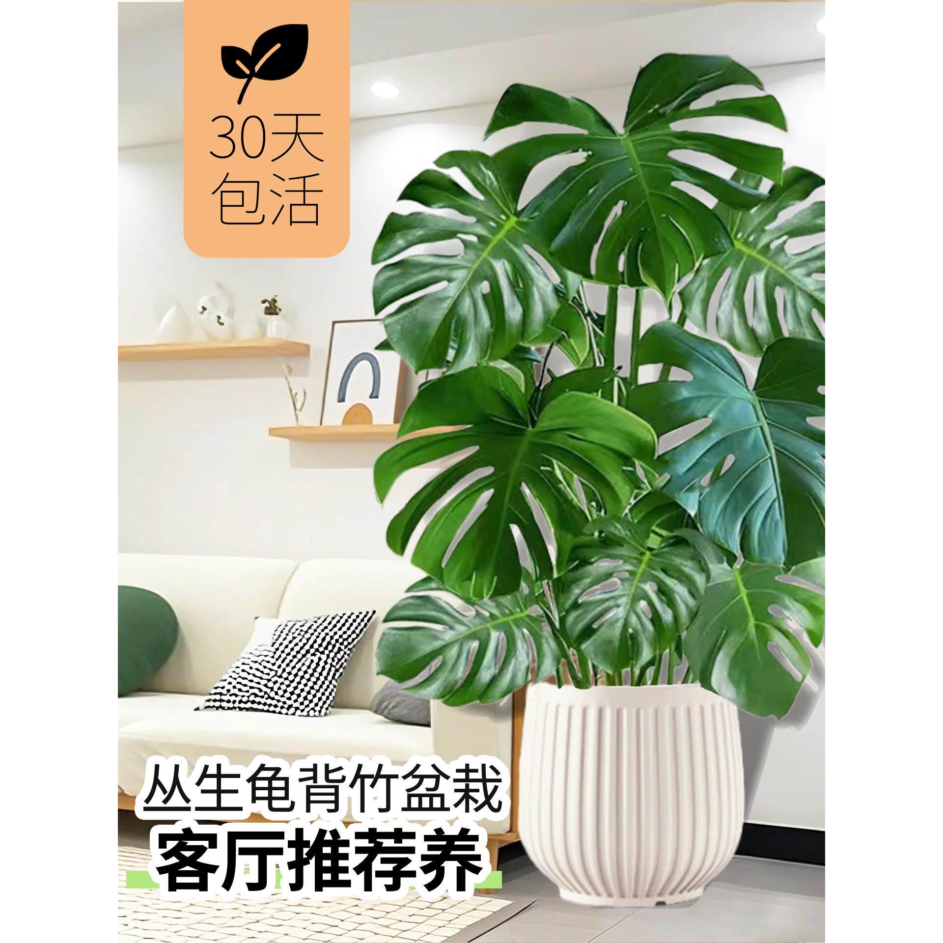 龟背竹大盆栽室内客厅好养水培植物老桩大型绿植净化空气水养花卉